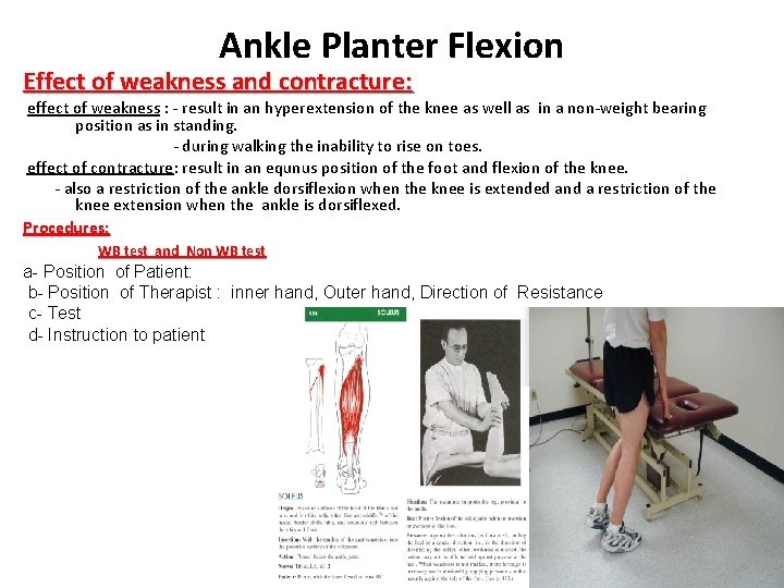 Ankle Planter Flexion Effect of weakness and contracture: effect of weakness : - result