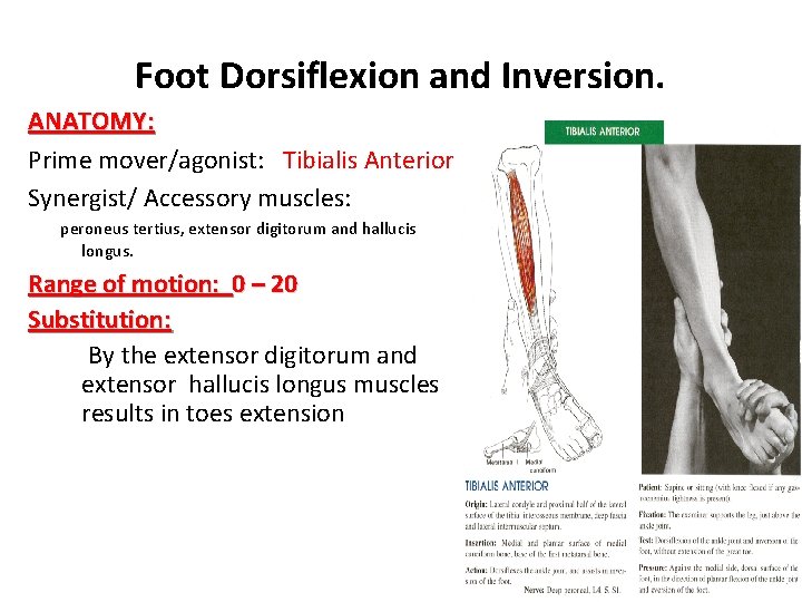 Foot Dorsiflexion and Inversion. ANATOMY: Prime mover/agonist: Tibialis Anterior Synergist/ Accessory muscles: peroneus tertius,