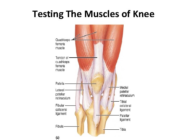 Testing The Muscles of Knee 