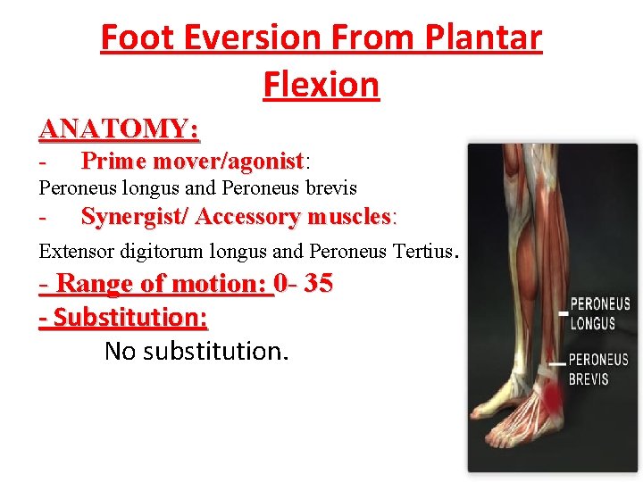 Foot Eversion From Plantar Flexion ANATOMY: - Prime mover/agonist: mover/agonist Peroneus longus and Peroneus