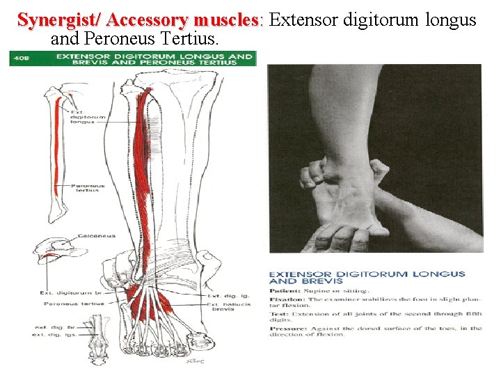 Synergist/ Accessory muscles: Extensor digitorum longus and Peroneus Tertius. 