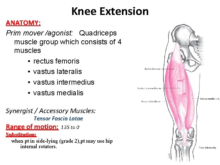 Knee Extension ANATOMY: Prim mover /agonist: Quadriceps muscle group which consists of 4 muscles