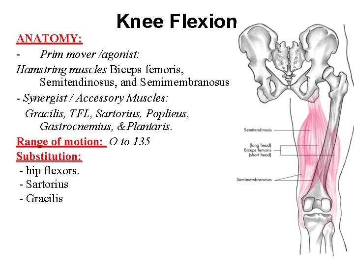 Knee Flexion ANATOMY: Prim mover /agonist: Hamstring muscles Biceps femoris, Semitendinosus, and Semimembranosus -