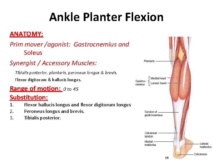 Ankle Planter Flexion ANATOMY: Prim mover /agonist: Gastrocnemius and Soleus Synergist / Accessory Muscles: