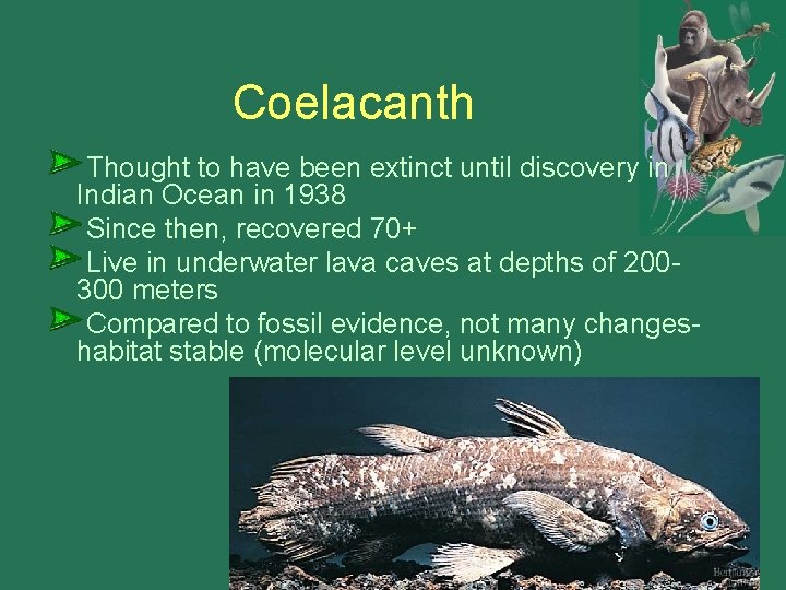 Coelacanth Thought to have been extinct until discovery in Indian Ocean in 1938 Since