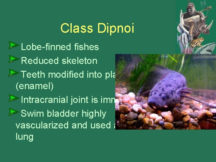 Class Dipnoi Lobe-finned fishes Reduced skeleton Teeth modified into plates (enamel) Intracranial joint is