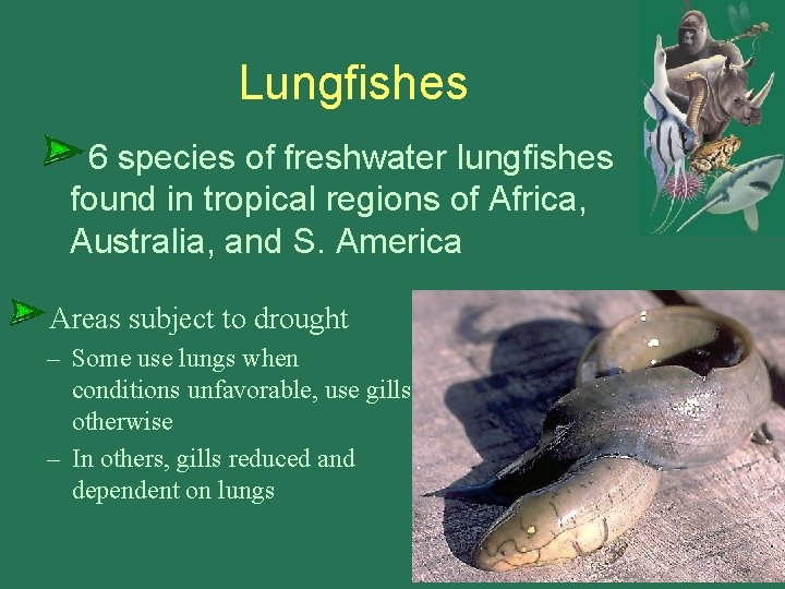 Lungfishes 6 species of freshwater lungfishes found in tropical regions of Africa, Australia, and