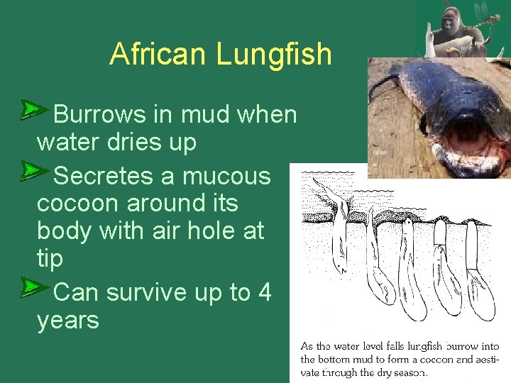 African Lungfish Burrows in mud when water dries up Secretes a mucous cocoon around
