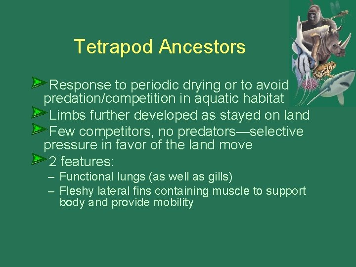 Tetrapod Ancestors Response to periodic drying or to avoid predation/competition in aquatic habitat Limbs