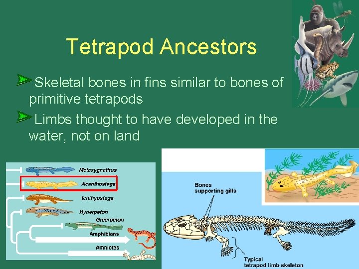 Tetrapod Ancestors Skeletal bones in fins similar to bones of primitive tetrapods Limbs thought