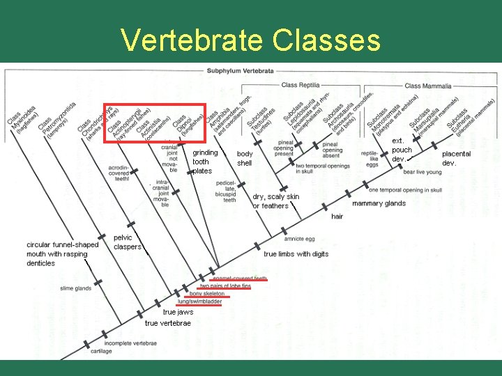 Vertebrate Classes 