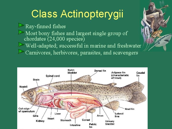 Class Actinopterygii Ray-finned fishes Most bony fishes and largest single group of chordates (24,