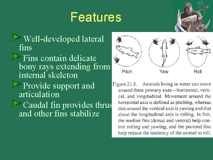 Features Well-developed lateral fins Fins contain delicate bony rays extending from internal skeleton Provide