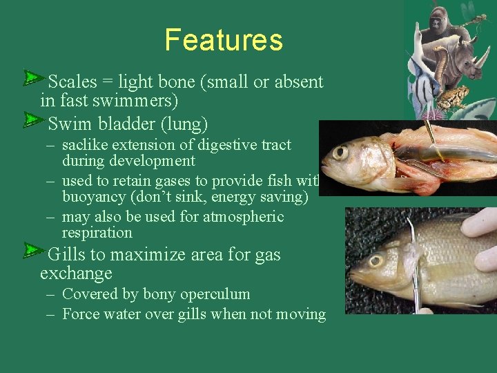 Features Scales = light bone (small or absent in fast swimmers) Swim bladder (lung)