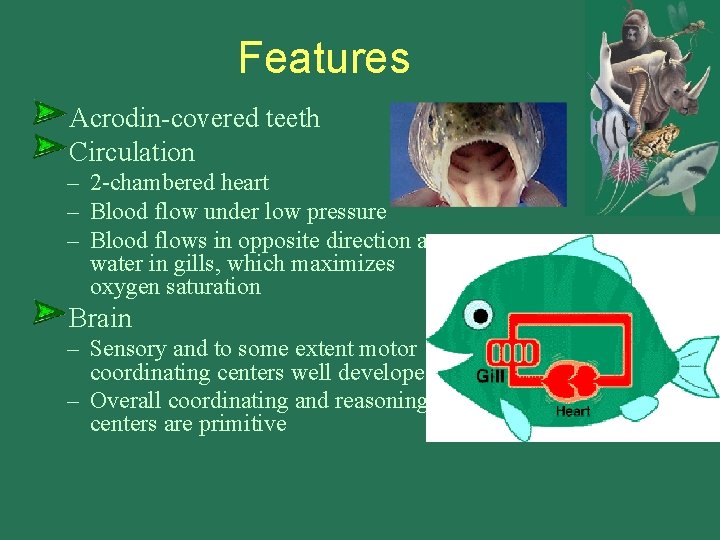 Features Acrodin-covered teeth Circulation – 2 -chambered heart – Blood flow under low pressure