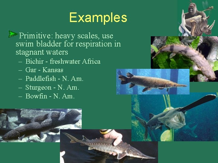 Examples Primitive: heavy scales, use swim bladder for respiration in stagnant waters – –