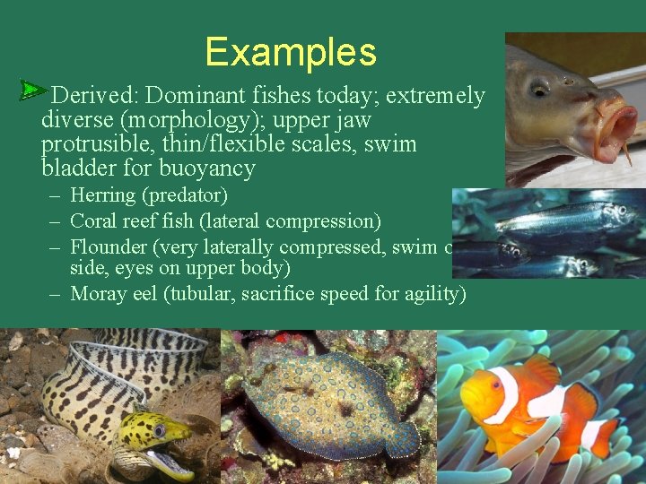 Examples Derived: Dominant fishes today; extremely diverse (morphology); upper jaw protrusible, thin/flexible scales, swim