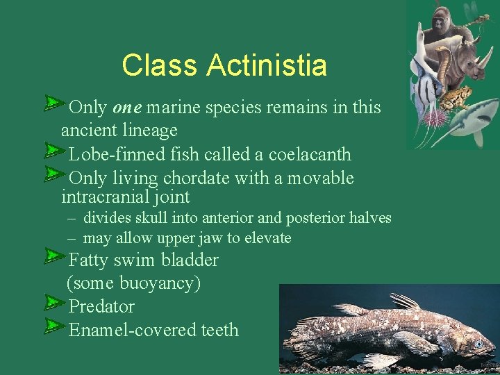 Class Actinistia Only one marine species remains in this ancient lineage Lobe-finned fish called
