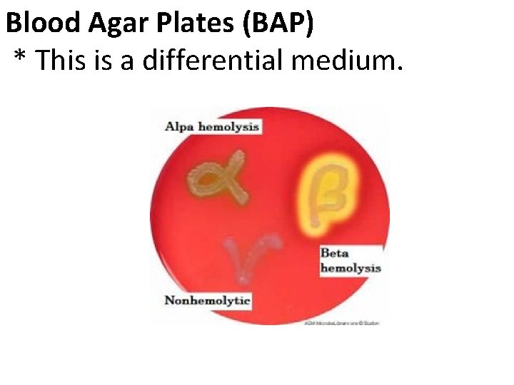 Blood Agar Plates (BAP) * This is a differential medium. 