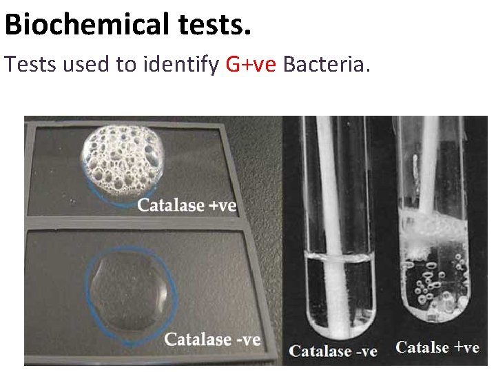 Biochemical tests. Tests used to identify G+ve Bacteria. 