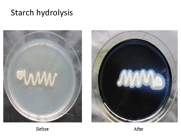 Starch hydrolysis 