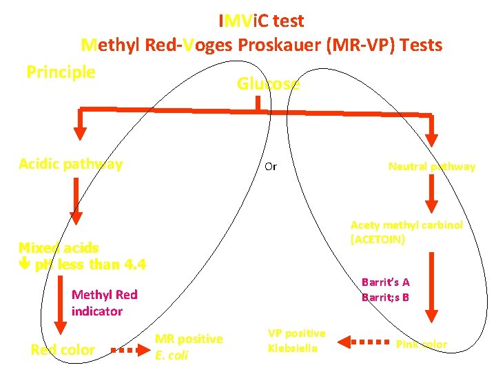 IMVi. C test Methyl Red-Voges Proskauer (MR-VP) Tests Principle Glucose Acidic pathway Or Acety