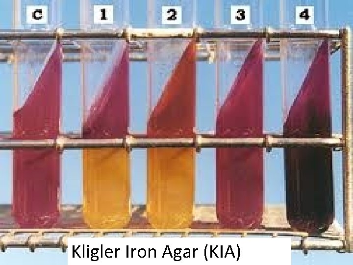 Kligler Iron Agar (KIA) 