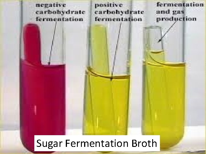 Sugar Fermentation Broth 