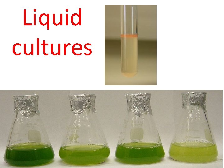 Liquid cultures 