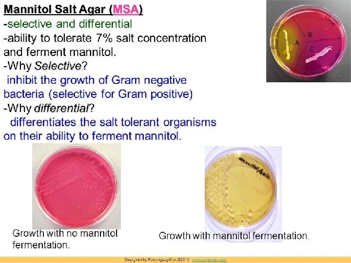 Cultural media used to identify G+ ve Bacteria and G+ Negative Bacteria § Mannitol
