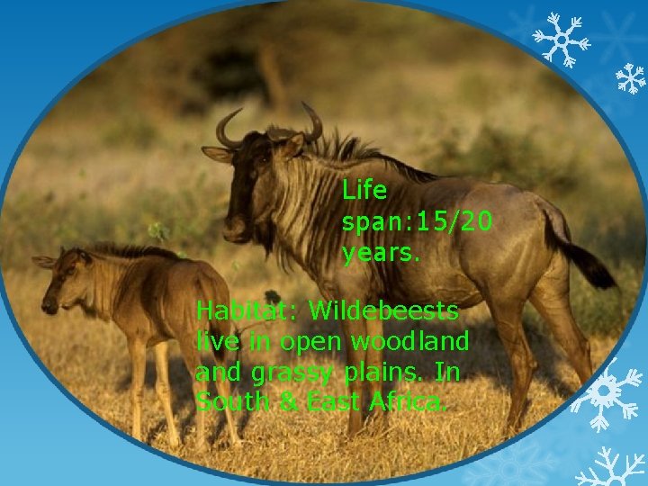 Life span: 15/20 years. Habitat: Wildebeests live in open woodland grassy plains. In South