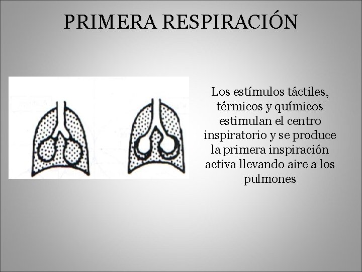 PRIMERA RESPIRACIÓN Los estímulos táctiles, térmicos y químicos estimulan el centro inspiratorio y se