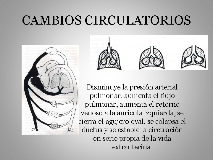 CAMBIOS CIRCULATORIOS Disminuye la presión arterial pulmonar, aumenta el flujo pulmonar, aumenta el retorno