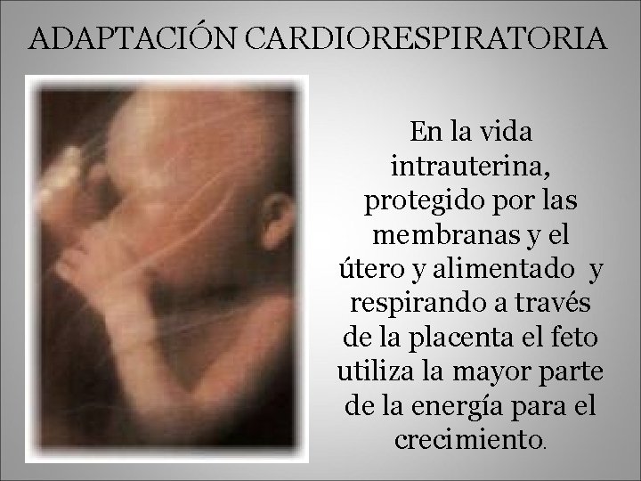 ADAPTACIÓN CARDIORESPIRATORIA En la vida intrauterina, protegido por las membranas y el útero y