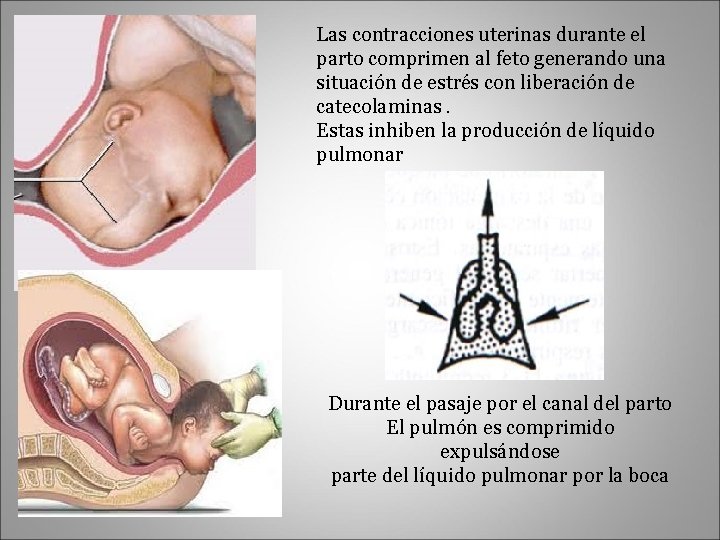 Las contracciones uterinas durante el parto comprimen al feto generando una situación de estrés