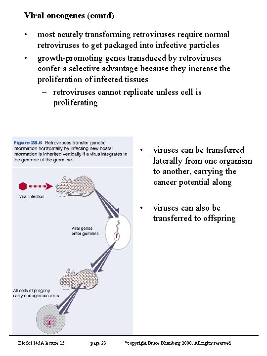 Viral oncogenes (contd) • • most acutely transforming retroviruses require normal retroviruses to get