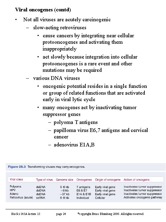 Viral oncogenes (contd) • Not all viruses are acutely carcinogenic – slow-acting retroviruses •