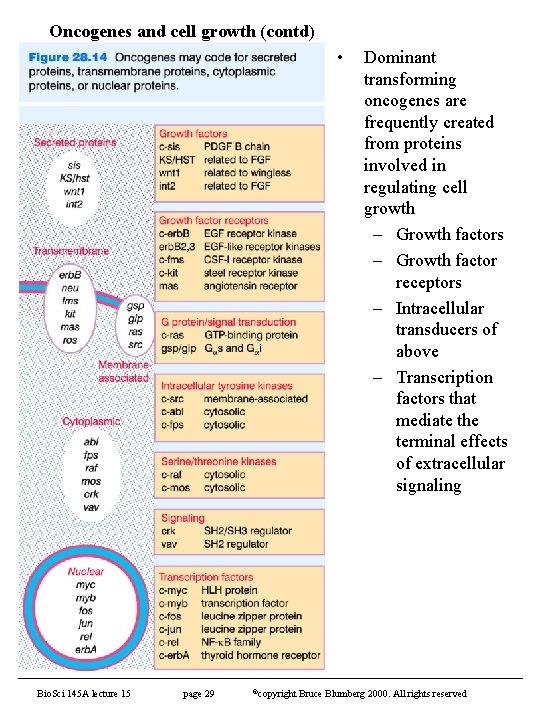 Oncogenes and cell growth (contd) • Bio. Sci 145 A lecture 15 page 29
