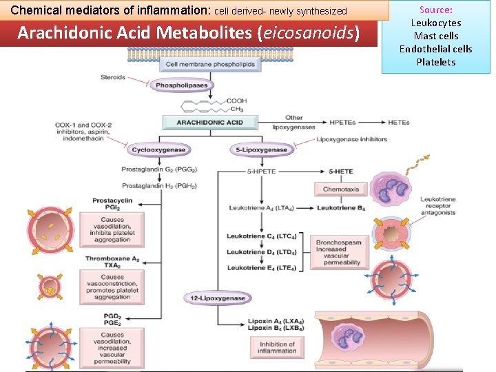 Chemical mediators of inflammation: cell derived- newly synthesized Arachidonic Acid Metabolites (eicosanoids) Source: Leukocytes