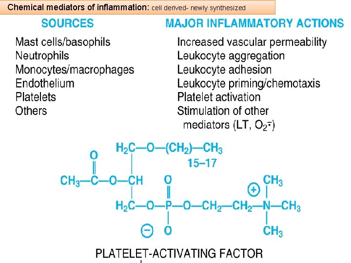 Chemical mediators of inflammation: cell derived- newly synthesized Chemical Mediators of Inflammation Cell-Derived Vasoactive