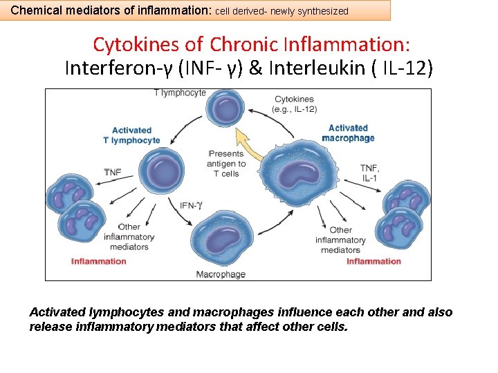 Chemical mediators of inflammation: cell derived- newly synthesized Cytokines of Chronic Inflammation: Interferon-γ (INF-