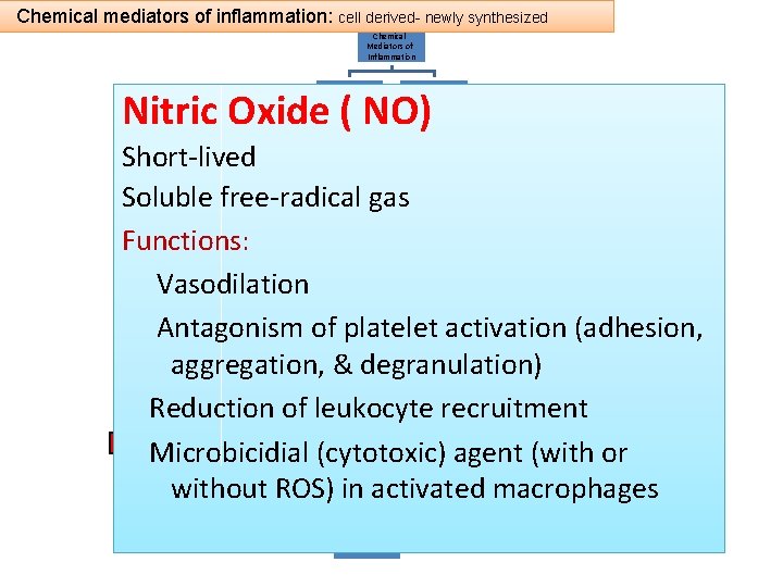 Chemical mediators of inflammation: cell derived- newly synthesized Chemical Mediators of Inflammation Nitric Oxide