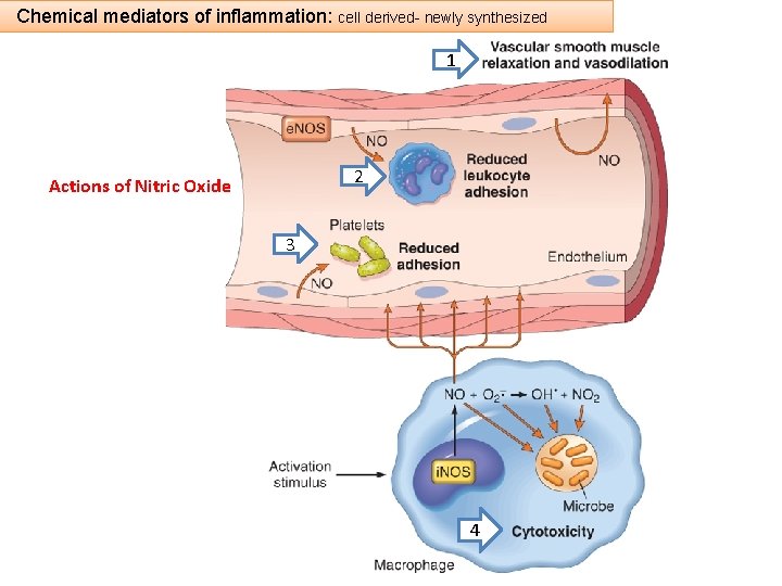 Chemical mediators of inflammation: cell derived- newly synthesized 1 2 Actions of Nitric Oxide