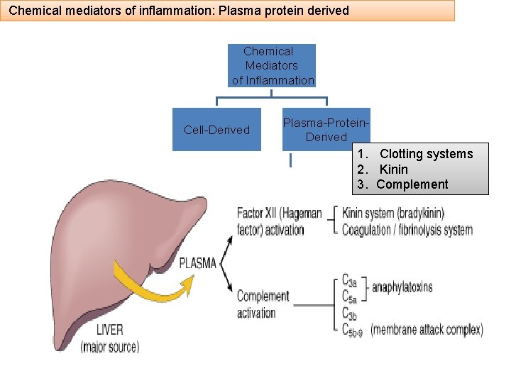 Chemical mediators of inflammation: Plasma protein derived Chemical Mediators of Inflammation Cell-Derived Plasma-Protein. Derived