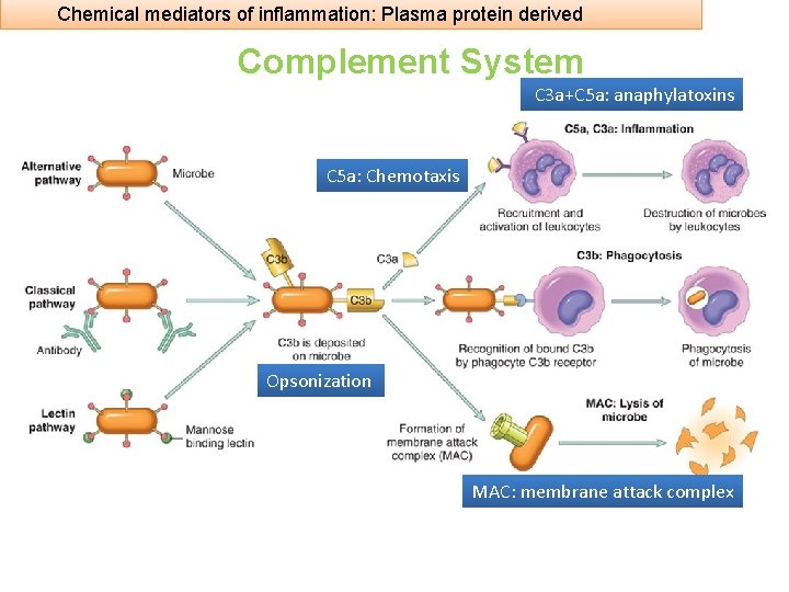 Chemical mediators of inflammation: Plasma protein derived Complement System C 3 a+C 5 a: