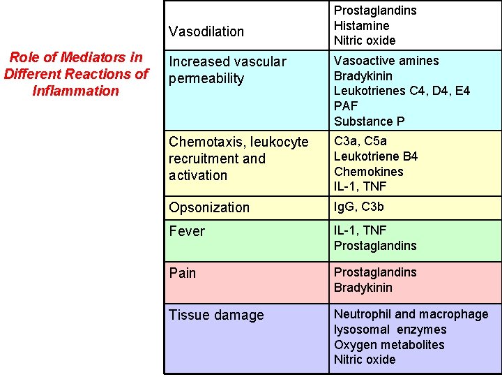 Vasodilation Role of Mediators in Different Reactions of Inflammation Prostaglandins Histamine Nitric oxide Increased