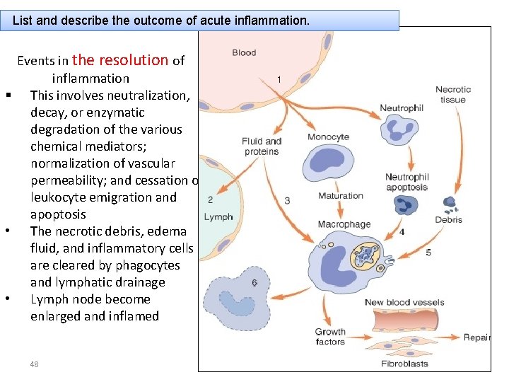 List and describe the outcome of acute inflammation. Events in the resolution of inflammation