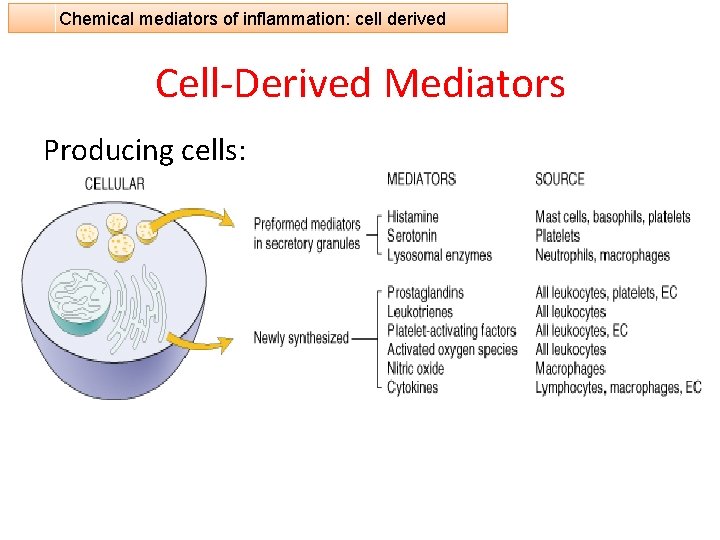 Chemical mediators of inflammation: cell derived Cell-Derived Mediators Producing cells: Tissue macrophages Mast cells