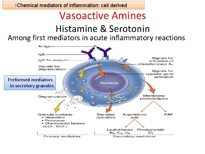 3. Chemical mediators of of inflammation: cell derived Vasoactive Amines Histamine & Serotonin Among
