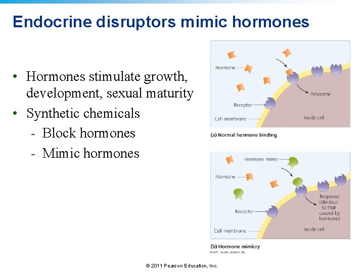 Endocrine disruptors mimic hormones • Hormones stimulate growth, development, sexual maturity • Synthetic chemicals